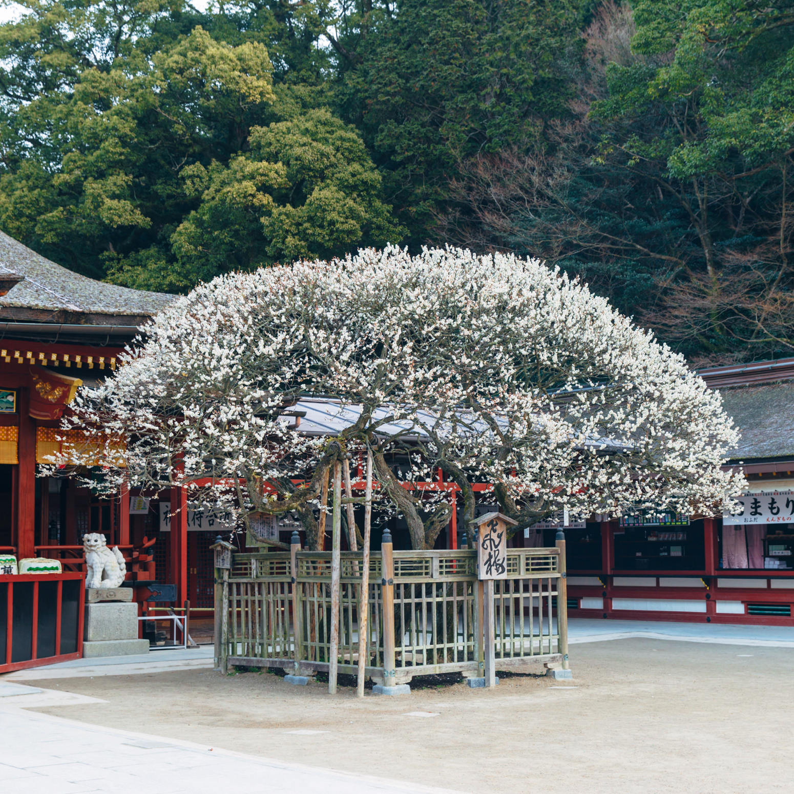 Dazaifu Tenmangu Shrine Observing the Famous Plum Tree from a Legend