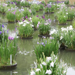 【令和7年花菖蒲開花情報】現在の開花状況は［咲きはじめ］です。