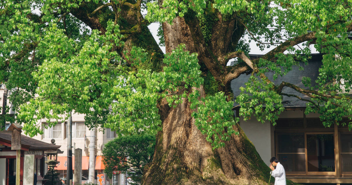 木製香合 うそ鳥 大宰府天満宮 千百年大祭 御献茶記念 香合 共箱 表千家 新品 木製香合 うそ鳥 大宰府天満宮 千百年大祭 御献茶記念 香合 共箱