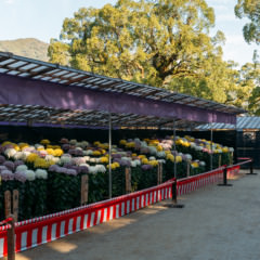 「菊花展」開催