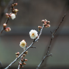 【開花情報】御神木「飛梅」が開花しました。