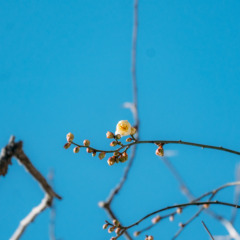 【開花情報】太宰府天満宮の御神木「飛梅」が開花しました。