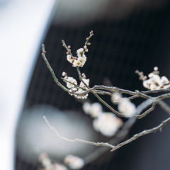 【令和8年開花情報】神苑の梅は［咲きはじめ］です。