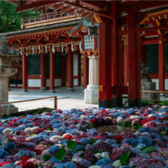 令和7年6月14日より花手水（はなてみず）「紫陽花」をお楽しみいただけます。